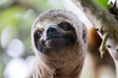 Tembel hayvanlar büyüleyici yaratıklardır! Yavaş hareketleri ve sakin yaşam tarzlarıyla tanınırlar. Zamanlarının çoğunu ağaçlarda baş aşağı asılı olarak geçirirler..