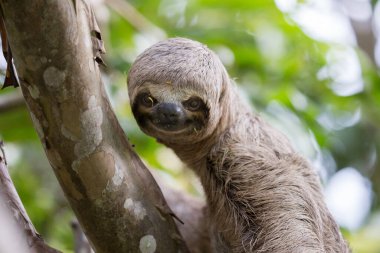 Tembel hayvanlar büyüleyici yaratıklardır! Yavaş hareketleri ve sakin yaşam tarzlarıyla tanınırlar. Zamanlarının çoğunu ağaçlarda baş aşağı asılı olarak geçirirler..