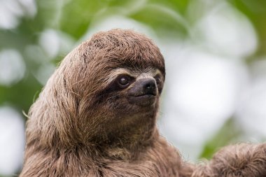 Tembel hayvanlar büyüleyici yaratıklardır! Yavaş hareketleri ve sakin yaşam tarzlarıyla tanınırlar. Zamanlarının çoğunu ağaçlarda baş aşağı asılı olarak geçirirler..