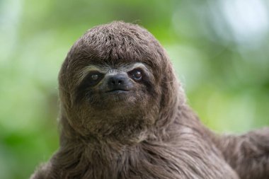 Tembel hayvanlar büyüleyici yaratıklardır! Yavaş hareketleri ve sakin yaşam tarzlarıyla tanınırlar. Zamanlarının çoğunu ağaçlarda baş aşağı asılı olarak geçirirler..