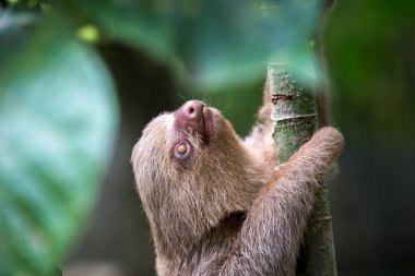 Tembel hayvanlar büyüleyici yaratıklardır! Yavaş hareketleri ve sakin yaşam tarzlarıyla tanınırlar. Zamanlarının çoğunu ağaçlarda baş aşağı asılı olarak geçirirler..