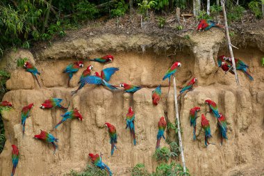Canlı bir papağan sürüsü kil yalarken, parlak tüyleri kilin toprak tonlarına karşı çarpıcı bir kontrast oluşturuyor..