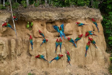 Canlı bir papağan sürüsü kil yalarken, parlak tüyleri kilin toprak tonlarına karşı çarpıcı bir kontrast oluşturuyor..