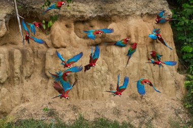 Canlı bir papağan sürüsü kil yalarken, parlak tüyleri kilin toprak tonlarına karşı çarpıcı bir kontrast oluşturuyor..