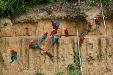 Canlı bir papağan sürüsü kil yalarken, parlak tüyleri kilin toprak tonlarına karşı çarpıcı bir kontrast oluşturuyor..