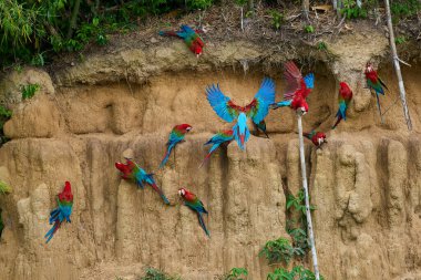 Canlı bir papağan sürüsü kil yalarken, parlak tüyleri kilin toprak tonlarına karşı çarpıcı bir kontrast oluşturuyor..