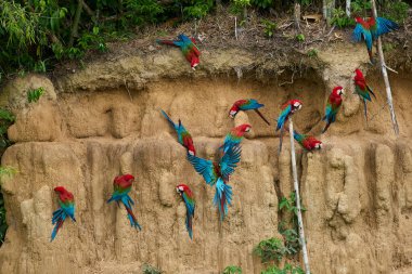Canlı bir papağan sürüsü kil yalarken, parlak tüyleri kilin toprak tonlarına karşı çarpıcı bir kontrast oluşturuyor..