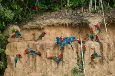 Canlı bir papağan sürüsü kil yalarken, parlak tüyleri kilin toprak tonlarına karşı çarpıcı bir kontrast oluşturuyor..