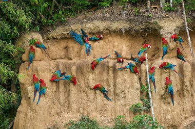 Canlı bir papağan sürüsü kil yalarken, parlak tüyleri kilin toprak tonlarına karşı çarpıcı bir kontrast oluşturuyor..