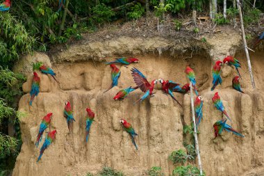 Canlı bir papağan sürüsü kil yalarken, parlak tüyleri kilin toprak tonlarına karşı çarpıcı bir kontrast oluşturuyor..