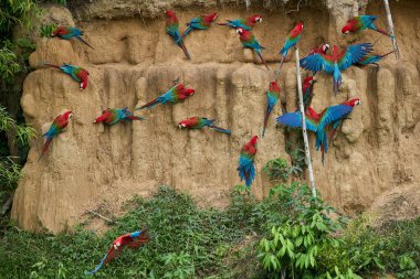 Canlı bir papağan sürüsü kil yalarken, parlak tüyleri kilin toprak tonlarına karşı çarpıcı bir kontrast oluşturuyor..