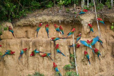 Canlı bir papağan sürüsü kil yalarken, parlak tüyleri kilin toprak tonlarına karşı çarpıcı bir kontrast oluşturuyor..