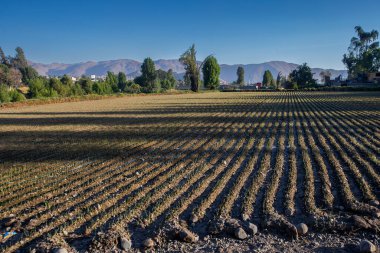 Güneş Arequipa şehrinin üzerinde batarken, gökyüzü sıcak renklerin nefes kesici bir görüntüsüne dönüşüyor, ateşli portakallardan yumuşak morlara kadar..
