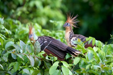 Sandoval Gölü 'nün yemyeşil çevrelerinde, çarpıcı bir hoatzin bir dala nazikçe tünemiş. Mavi bir yüz derisi, kırmızımsı kahverengi gözleri ve dikenli arması ile eşsiz görünüşü yeşil arkaplana egzotik bir dokunuş ekler.. 