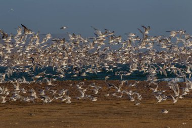 Paracas Ulusal Rezervi hem karayı hem de denizi kapsayan geniş bir koruma alanıdır. KUŞ GÖREVLERİ İÇİN Şenlik