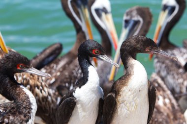 Paracas Ulusal Rezervi hem karayı hem de denizi kapsayan geniş bir koruma alanıdır. Dünya dışı çöl manzaraları, engebeli uçurumları ve eşsiz jeolojik oluşumlarıyla ünlüdür.