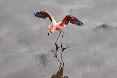 Galapagos Flamingo (Phoenicopterus ruber) adaların manzaralarına canlı renk katan bir kuş türüdür. Galapagos 'taki diğer türler kadar kalabalık olmamalarına rağmen, bu flamingolar ziyaretçiler için büyüleyici bir manzara..