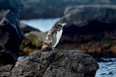 Galapagos pengueni, Ekvator 'un kuzeyinde bulunan ve Galapagos Adaları' na özgü tek penguen türüdür. Küçük boyutlarına rağmen, bu penguenler olağanüstü bir şekilde hayatta kalırlar..