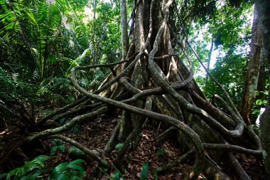 Sandoval Gölü, Peru 'nun güneydoğusundaki Madre de Dios bölgesinde bulunan Tambopata Ulusal Rezervi' de yer alan güzel bir öküz kuşağı gölüdür. Burası eko-turizm ve vahşi yaşam meraklıları için popüler bir yerdir.