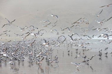 Doğa senfonisi: yüzlerce kuş kıyıda toplanıyor, her biri mükemmel bir kıyı uyumu içinde. Patitos Plajı Huarmey Peru