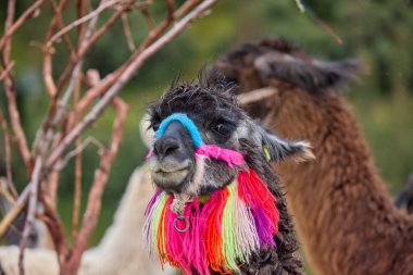 Lama, And kültürleri tarafından yüzyıllardır yük hayvanı ve yün olarak kullanılan evcil hayvanlardır. Camelid ailesine aitler. Cusco Peru