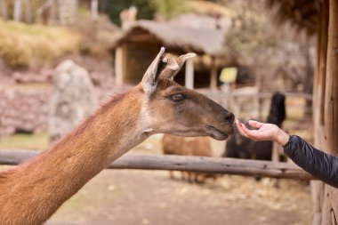 Lama, And kültürleri tarafından yüzyıllardır yük hayvanı ve yün olarak kullanılan evcil hayvanlardır. Camelid ailesine aitler. Cusco Peru