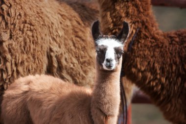 Lama, And kültürleri tarafından yüzyıllardır yük hayvanı ve yün olarak kullanılan evcil hayvanlardır. Camelid ailesine aitler. Cusco Peru