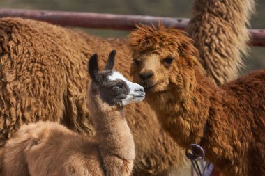 Lama, And kültürleri tarafından yüzyıllardır yük hayvanı ve yün olarak kullanılan evcil hayvanlardır. Camelid ailesine aitler. Cusco Peru