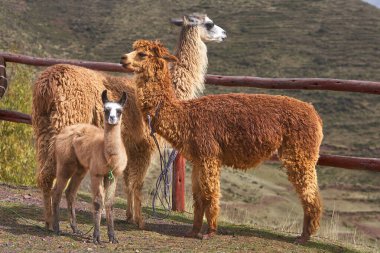 Lama, And kültürleri tarafından yüzyıllardır yük hayvanı ve yün olarak kullanılan evcil hayvanlardır. Camelid ailesine aitler. Cusco Peru