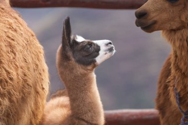 Lama, And kültürleri tarafından yüzyıllardır yük hayvanı ve yün olarak kullanılan evcil hayvanlardır. Camelid ailesine aitler. Cusco Peru
