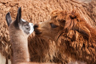 Lama, And kültürleri tarafından yüzyıllardır yük hayvanı ve yün olarak kullanılan evcil hayvanlardır. Camelid ailesine aitler. Cusco Peru