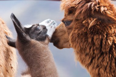 Lama, And kültürleri tarafından yüzyıllardır yük hayvanı ve yün olarak kullanılan evcil hayvanlardır. Camelid ailesine aitler. Cusco Peru