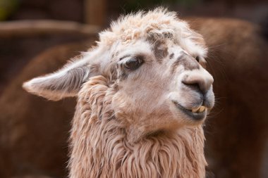 Lama, And kültürleri tarafından yüzyıllardır yük hayvanı ve yün olarak kullanılan evcil hayvanlardır. Camelid ailesine aitler. Cusco Peru