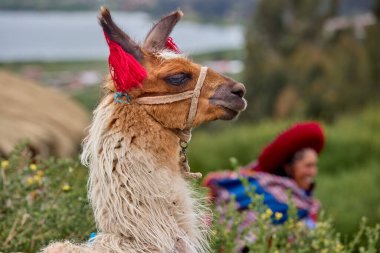 Lama, And kültürleri tarafından yüzyıllardır yük hayvanı ve yün olarak kullanılan evcil hayvanlardır. Camelid ailesine aitler. Cusco Peru