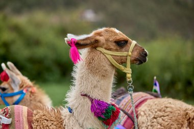 Lama, And kültürleri tarafından yüzyıllardır yük hayvanı ve yün olarak kullanılan evcil hayvanlardır. Camelid ailesine aitler. Cusco Peru