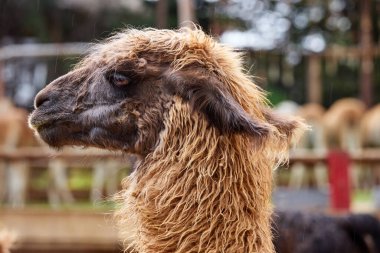 Lama, And kültürleri tarafından yüzyıllardır yük hayvanı ve yün olarak kullanılan evcil hayvanlardır. Camelid ailesine aitler. Cusco Peru