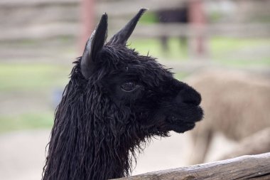 Lama, And kültürleri tarafından yüzyıllardır yük hayvanı ve yün olarak kullanılan evcil hayvanlardır. Camelid ailesine aitler. Cusco Peru