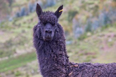 Lama, And kültürleri tarafından yüzyıllardır yük hayvanı ve yün olarak kullanılan evcil hayvanlardır. Camelid ailesine aitler. Cusco Peru