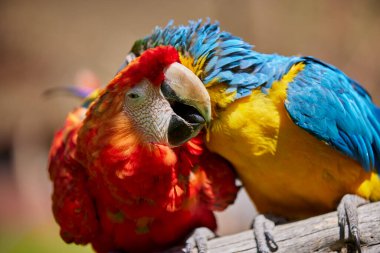 Çarpıcı mavi ve sarı makav sıcak gökyüzünün altında canlı renklerini gösteriyor. Her tüy Amazon güzelliği ve vahşi ruhunun hikayesini anlatır. Manu Ulusal Parkı-Peru