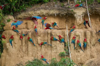 Canlı bir papağan sürüsü kil yalarken, parlak tüyleri kilin toprak tonlarına karşı çarpıcı bir kontrast oluşturuyor..