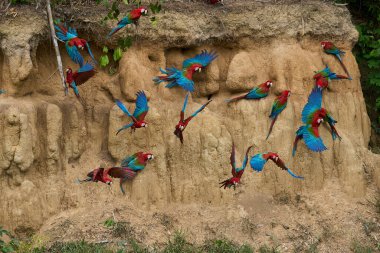 Canlı bir papağan sürüsü kil yalarken, parlak tüyleri kilin toprak tonlarına karşı çarpıcı bir kontrast oluşturuyor..