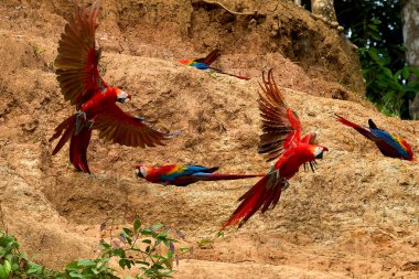 Canlı bir papağan sürüsü kil yalarken, parlak tüyleri kilin toprak tonlarına karşı çarpıcı bir kontrast oluşturuyor..