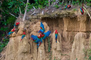 Canlı bir papağan sürüsü kil yalarken, parlak tüyleri kilin toprak tonlarına karşı çarpıcı bir kontrast oluşturuyor..