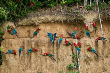 A vibrant flock of macaws gather on a clay lick, their brilliant plumage creating a stunning contrast against the earthy tones of the clay. clipart