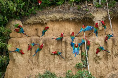 Canlı bir papağan sürüsü kil yalarken, parlak tüyleri kilin toprak tonlarına karşı çarpıcı bir kontrast oluşturuyor..