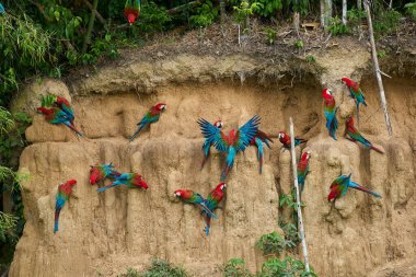 Canlı bir papağan sürüsü kil yalarken, parlak tüyleri kilin toprak tonlarına karşı çarpıcı bir kontrast oluşturuyor..