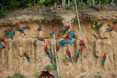 Canlı bir papağan sürüsü kil yalarken, parlak tüyleri kilin toprak tonlarına karşı çarpıcı bir kontrast oluşturuyor..