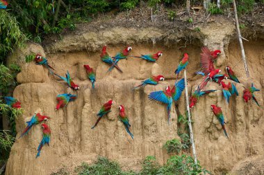Canlı bir papağan sürüsü kil yalarken, parlak tüyleri kilin toprak tonlarına karşı çarpıcı bir kontrast oluşturuyor..