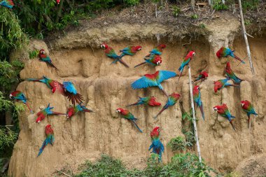 Canlı bir papağan sürüsü kil yalarken, parlak tüyleri kilin toprak tonlarına karşı çarpıcı bir kontrast oluşturuyor..