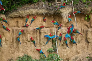 Canlı bir papağan sürüsü kil yalarken, parlak tüyleri kilin toprak tonlarına karşı çarpıcı bir kontrast oluşturuyor..